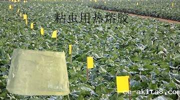 粘虫用热熔胶